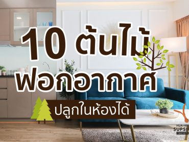 ต้นไม้ฟอกอากาศในบ้านและห้องนอน